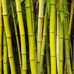 bamboo