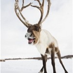 blitzen