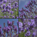 lavendel